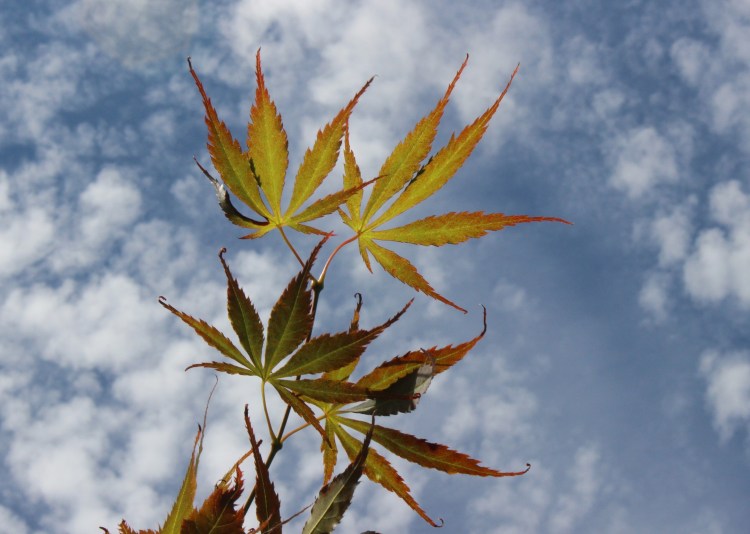 Burrow 21July14 103 (2)