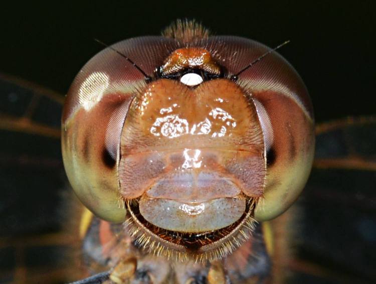 10431342_971444602881640_1286779487830289299_o