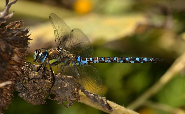 10551424_971379796221454_8696510157862865225_o (1)