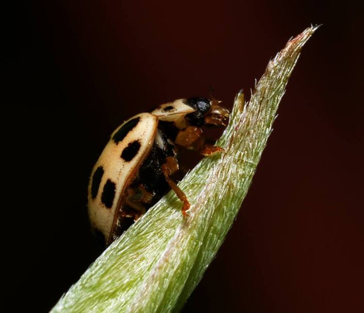 ladybird