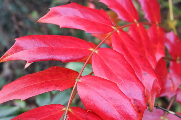 Red Mahonia (4)