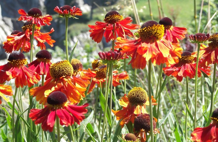 Helenium Moorheim Beauty - Copy (2)