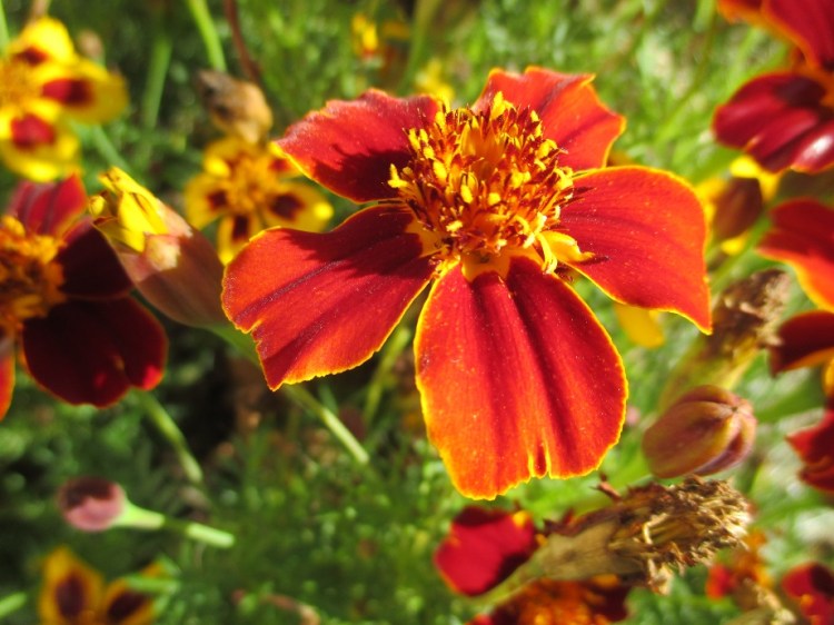 Tagetes (1)