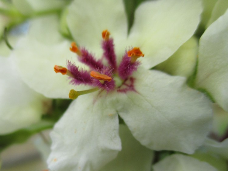 verbascum - Copy