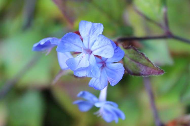 Ceratostigma
