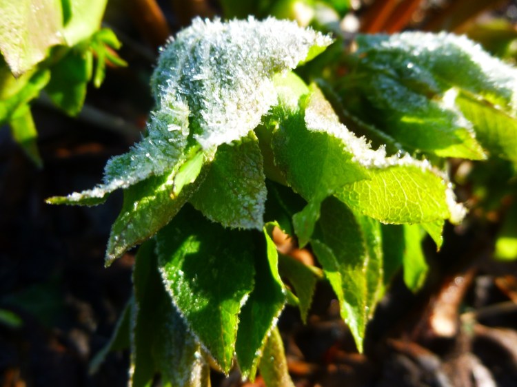 Icy hellebore (5)