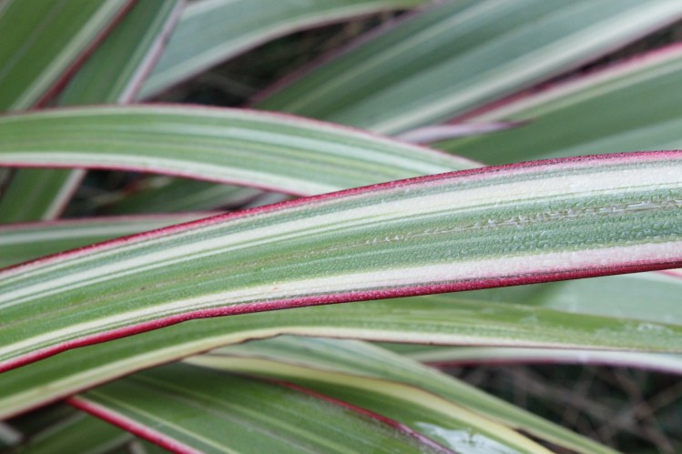 Phormium