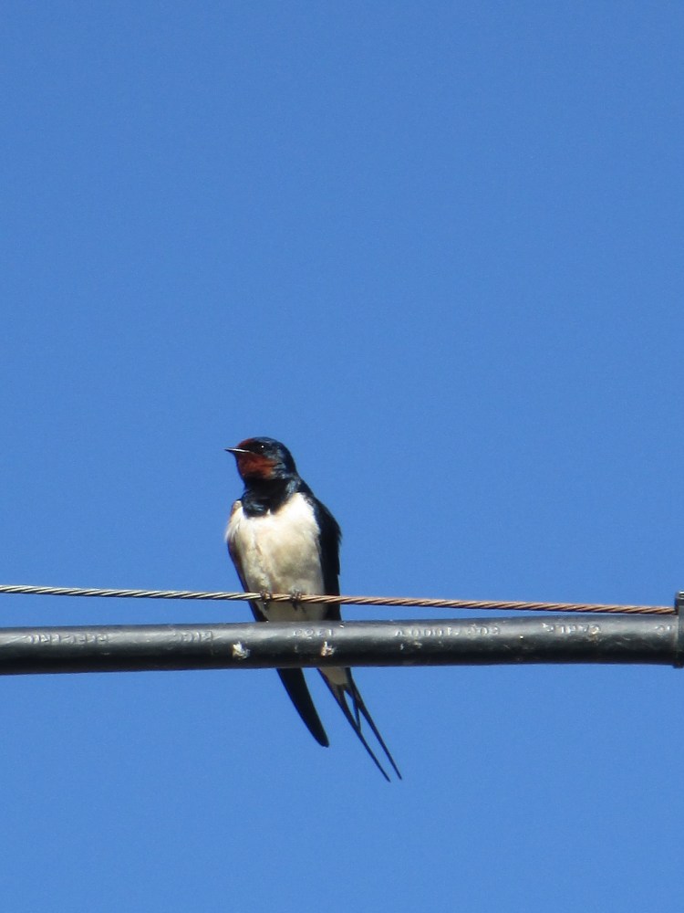 Swallow (2) - Copy