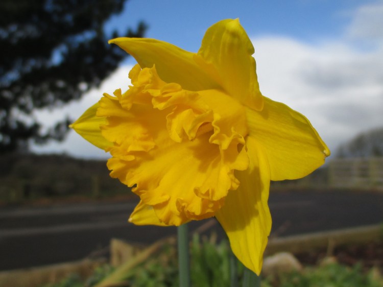 Daffodil (1)