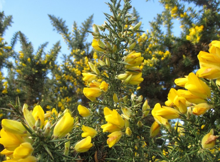 Gorse