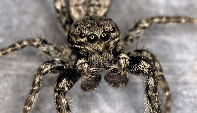 Zebra Spider - Salticus scenicus