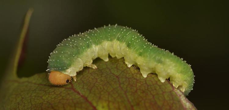 Fat Caterpillar