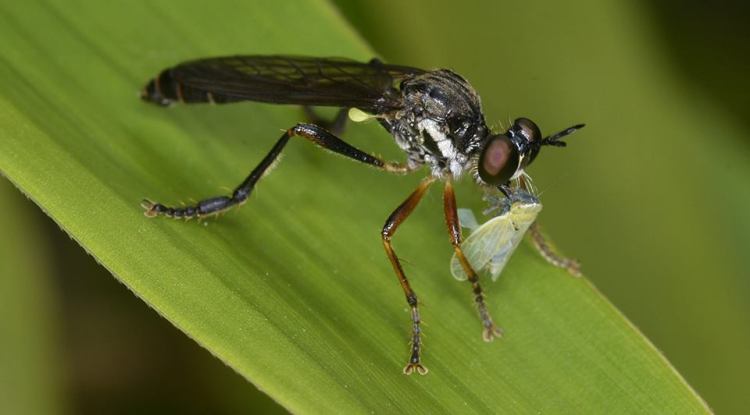 Robber Fly and Frog Hopper