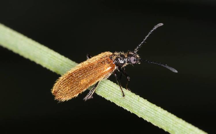 Lagria hirta