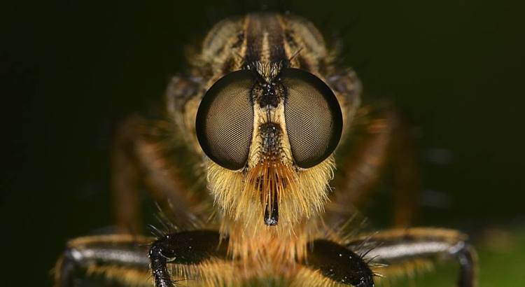 Robber Fly