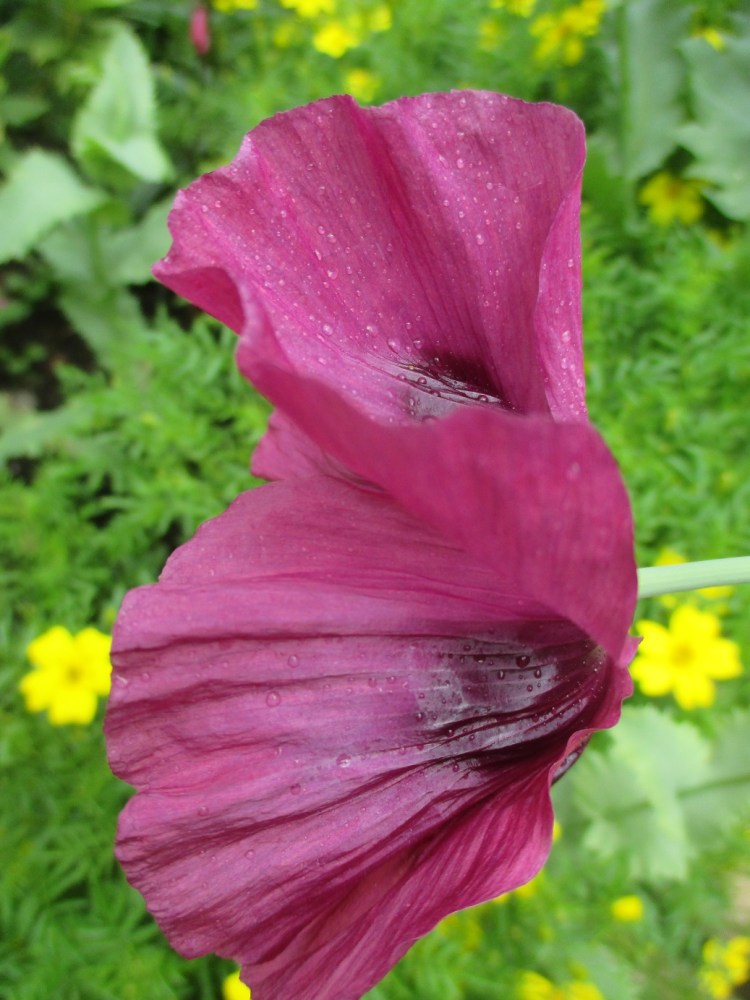 Poppy (2)