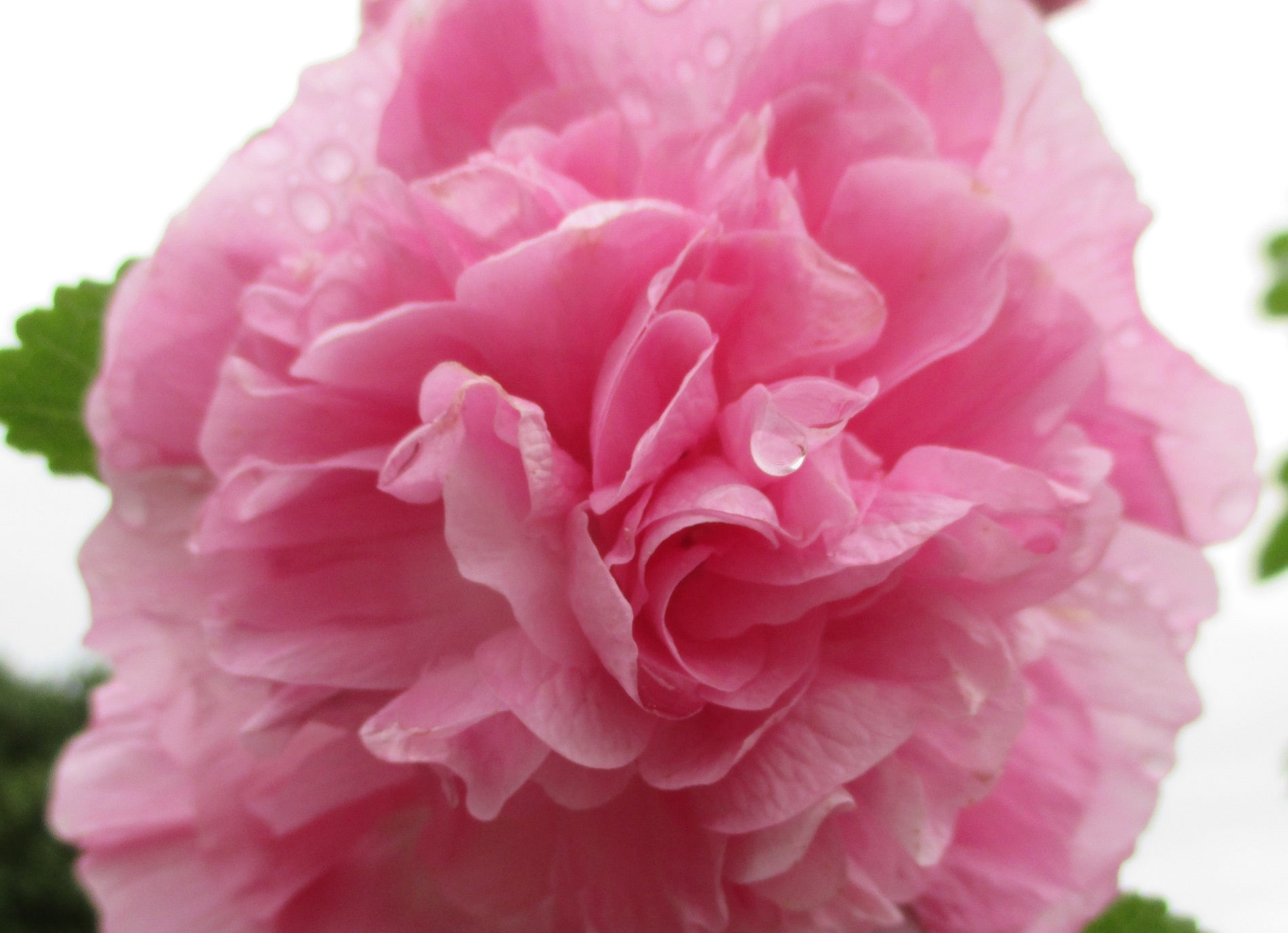 Powder Puff – Off The Edge Gardening