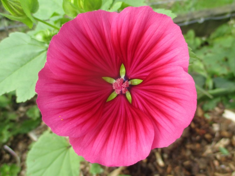 Malope trifida "Vulcan"