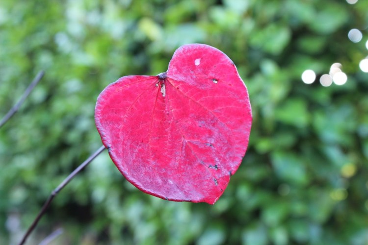 Cercis canadensis Forest Pansy