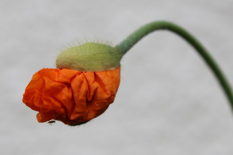 Papaver atlanticum Flore Pleno