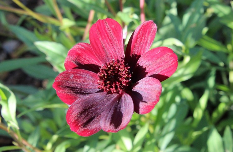 Cosmos atrosanguineus Chocolate Cosmos