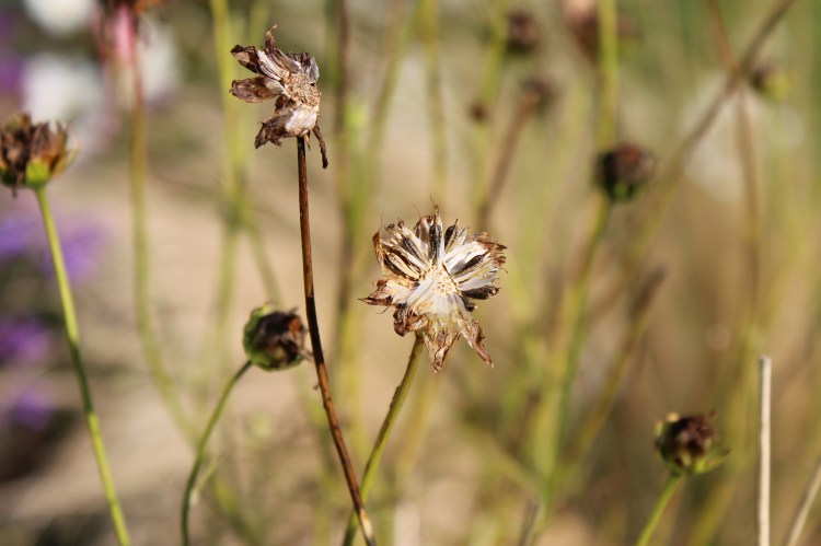 Seed heads