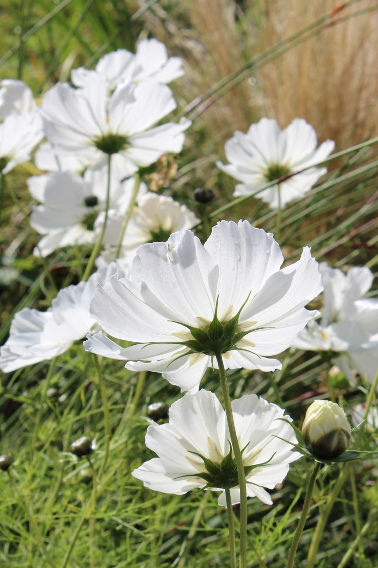 Cosmos 'Purity'