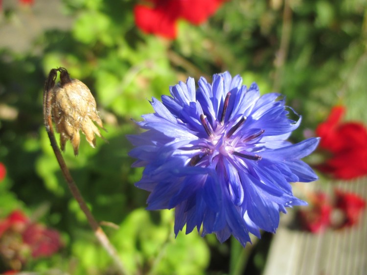 Cornflower