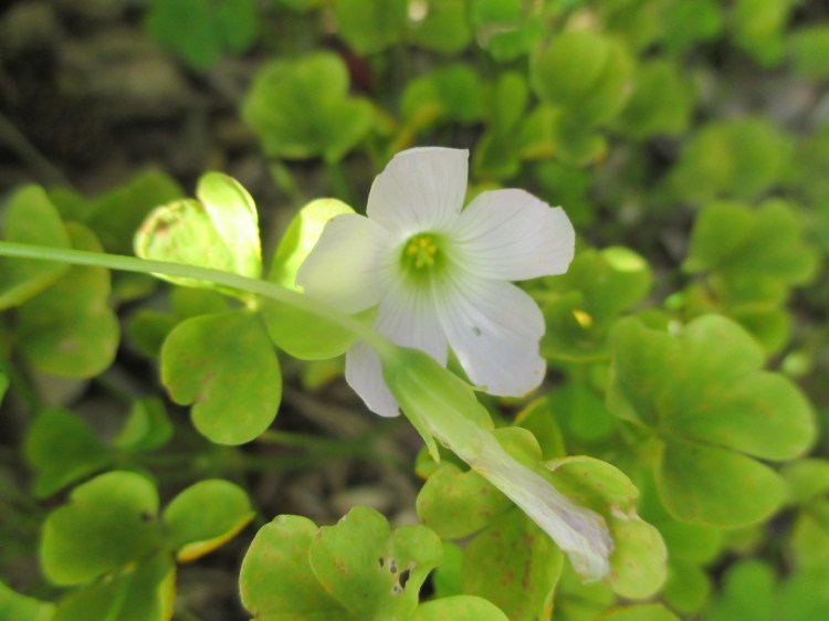 oxalis