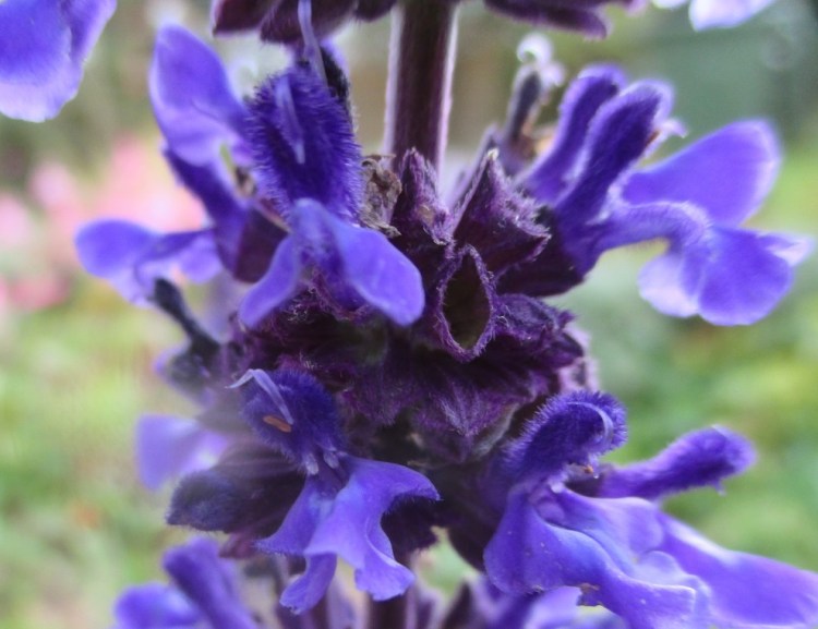salvia