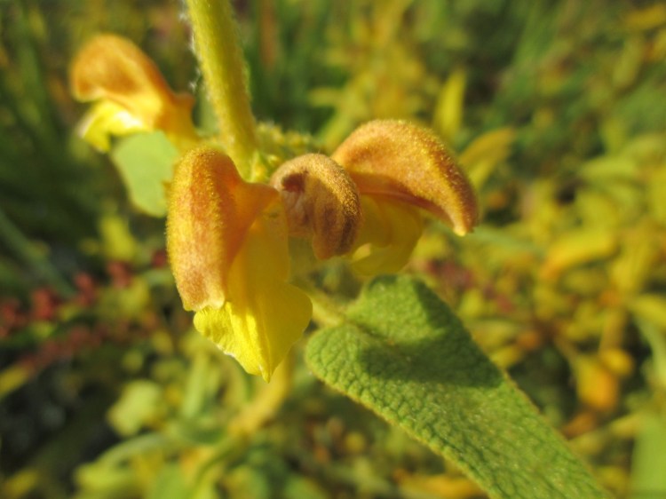 Phlomis Sunningdale Gold