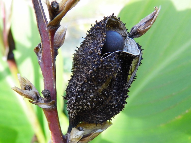 Indian Shot Seed Canna
