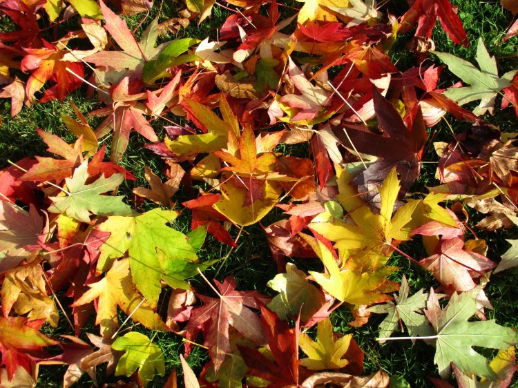 Liquidambar leaves