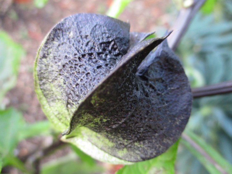 Nicandra physalodes Shoo Fly
