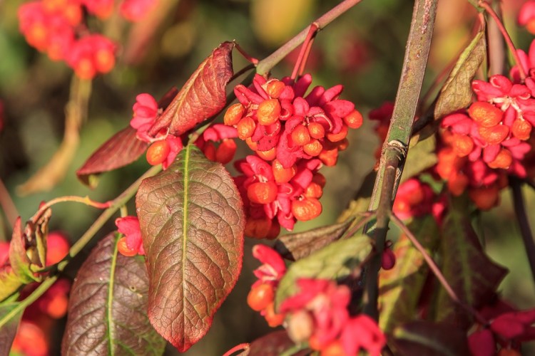 Spindle, Euonymus europaeus