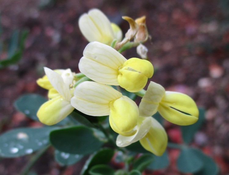 Coronilla valentina subsp. glauca 'Citrina'