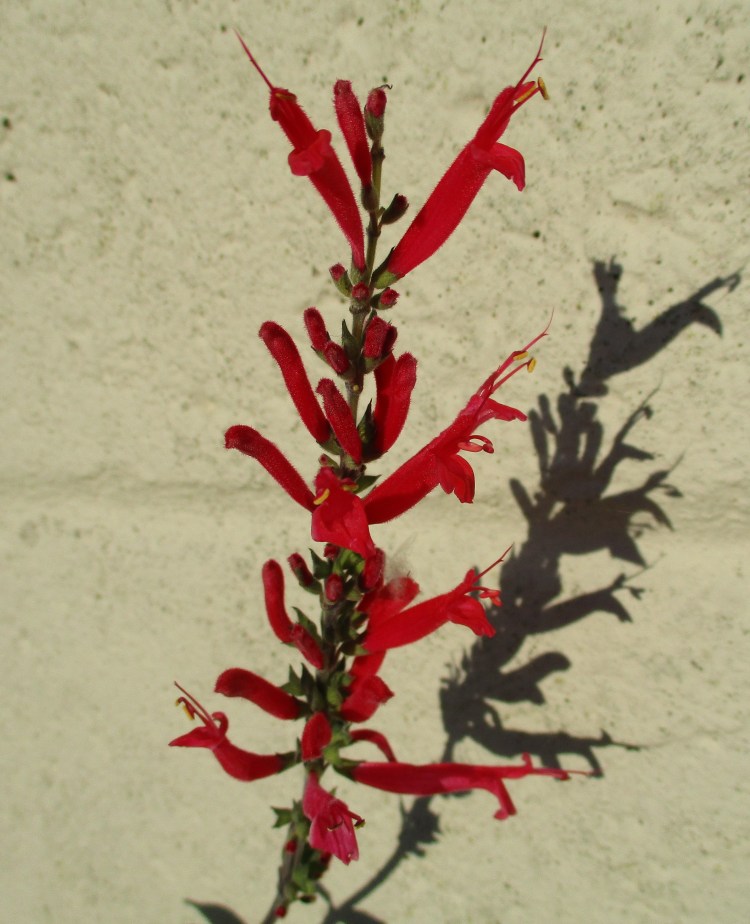 Pineapple sage