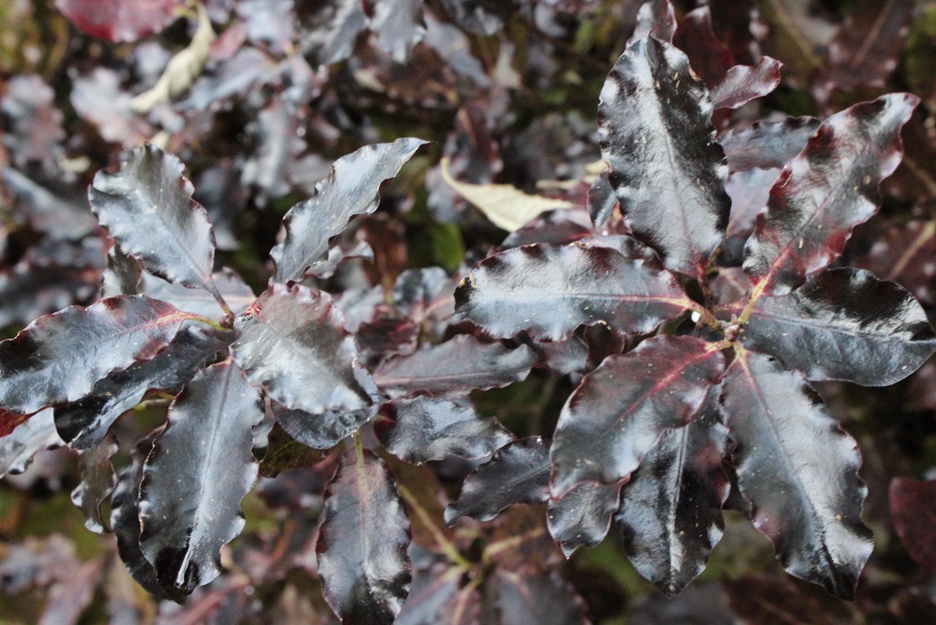 Pittosporum Tom Thumb