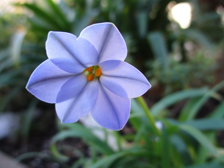 Ipheion 'Rolf Fiedler'