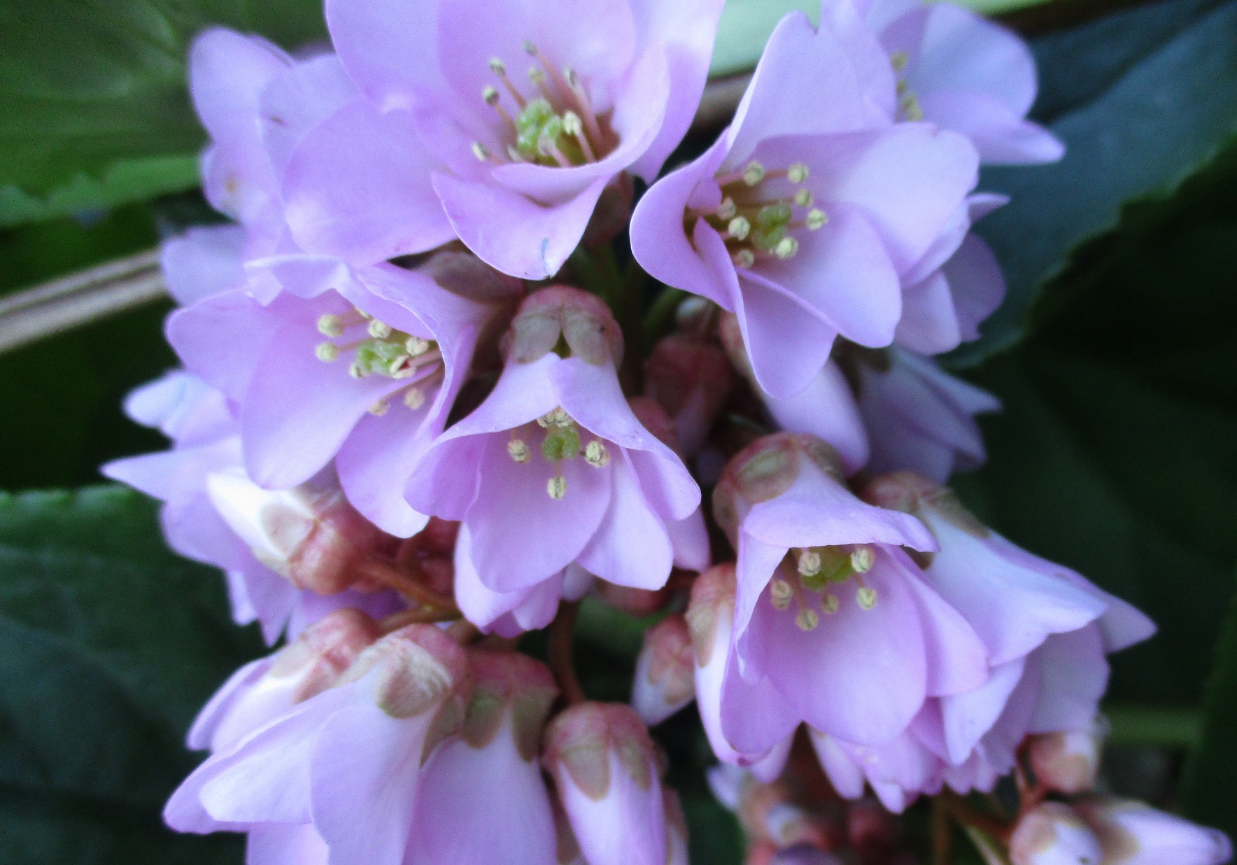 Bergenia
