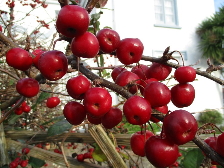 crab apple