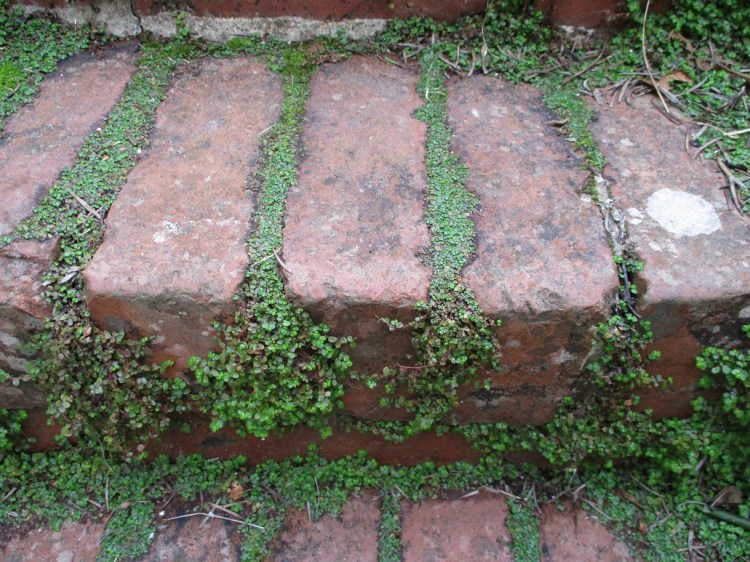 Soleirolia soleirolii