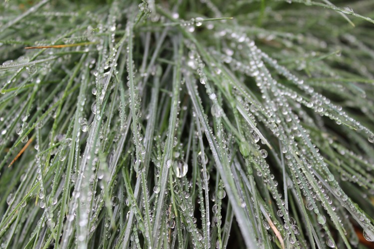 Festuca glauca Intense Blue
