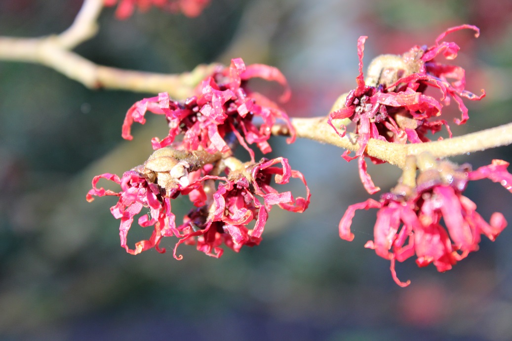 Hamamelis × intermedia 'Diane'