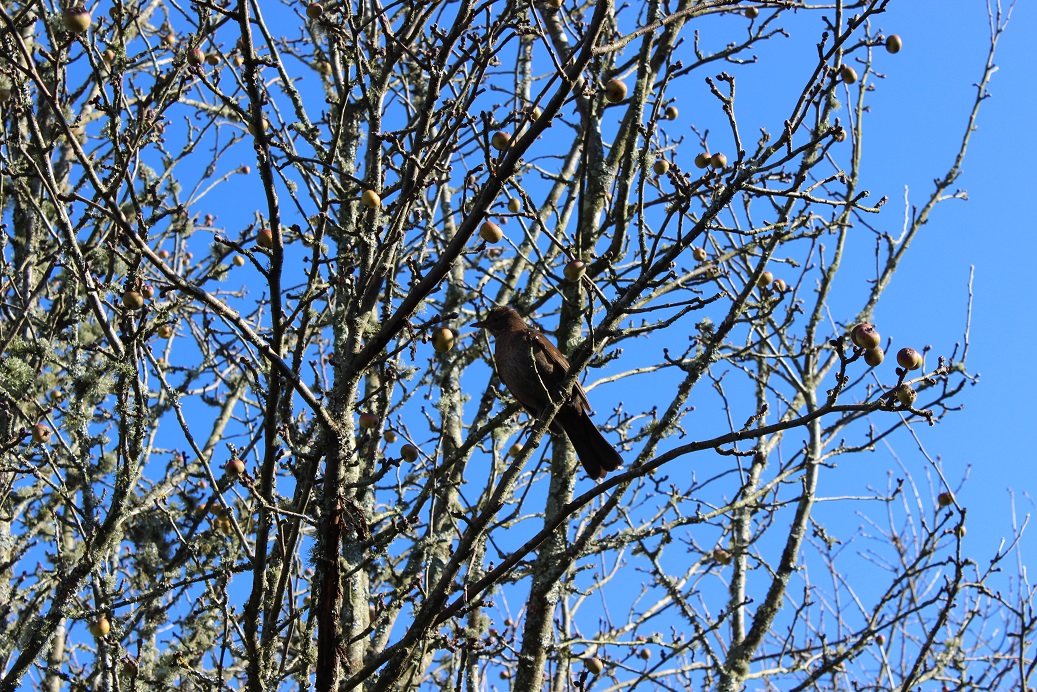 crab apple and blackbird