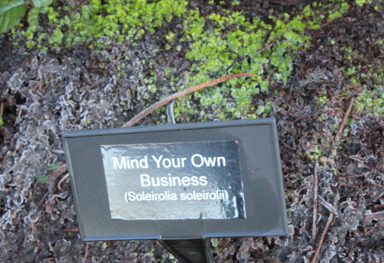 Soleirolia soleirolii