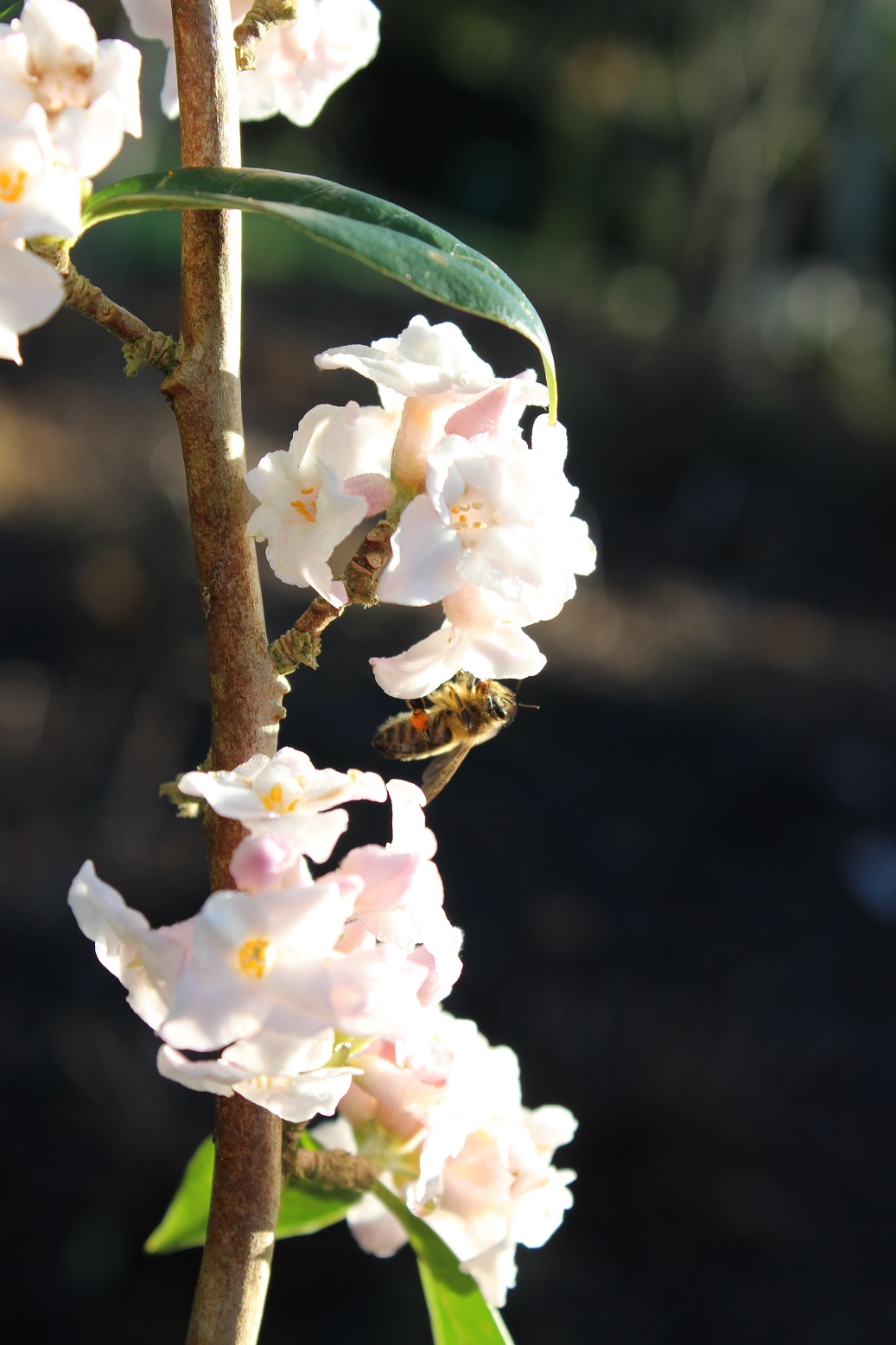 Daphne bholua 'Garden House Enchantress'
