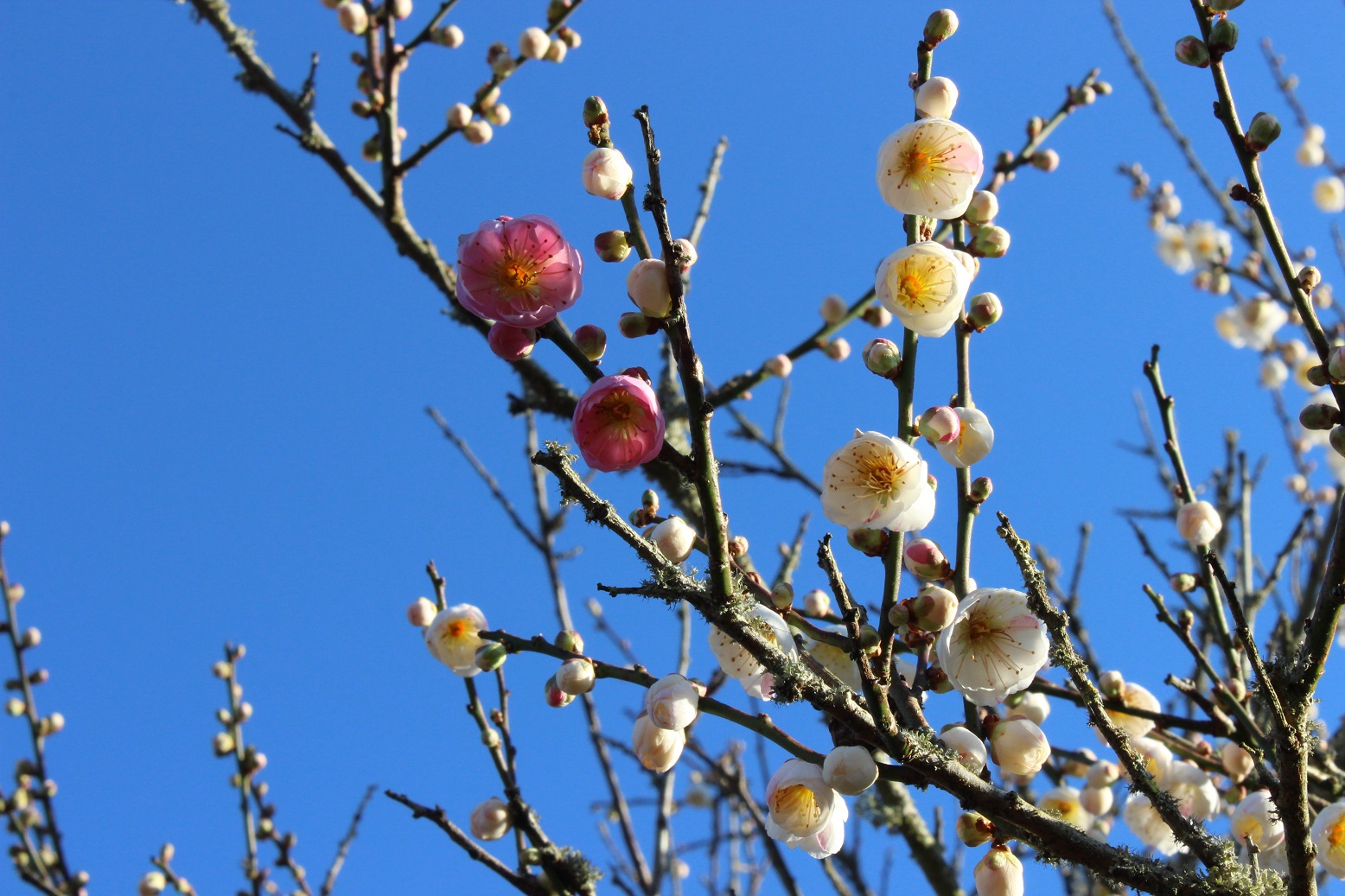 Prunus