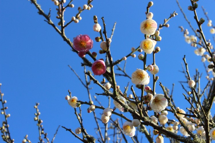 Prunus