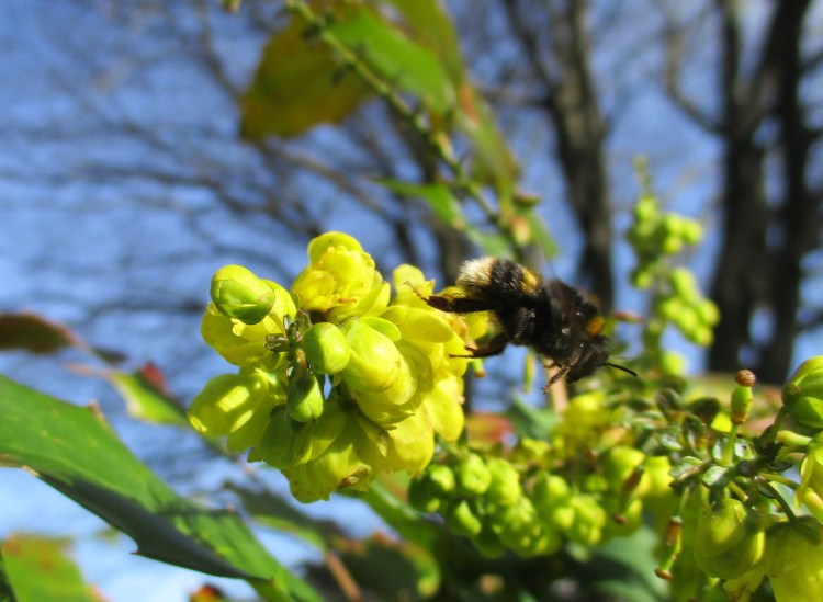Mahonia and bee